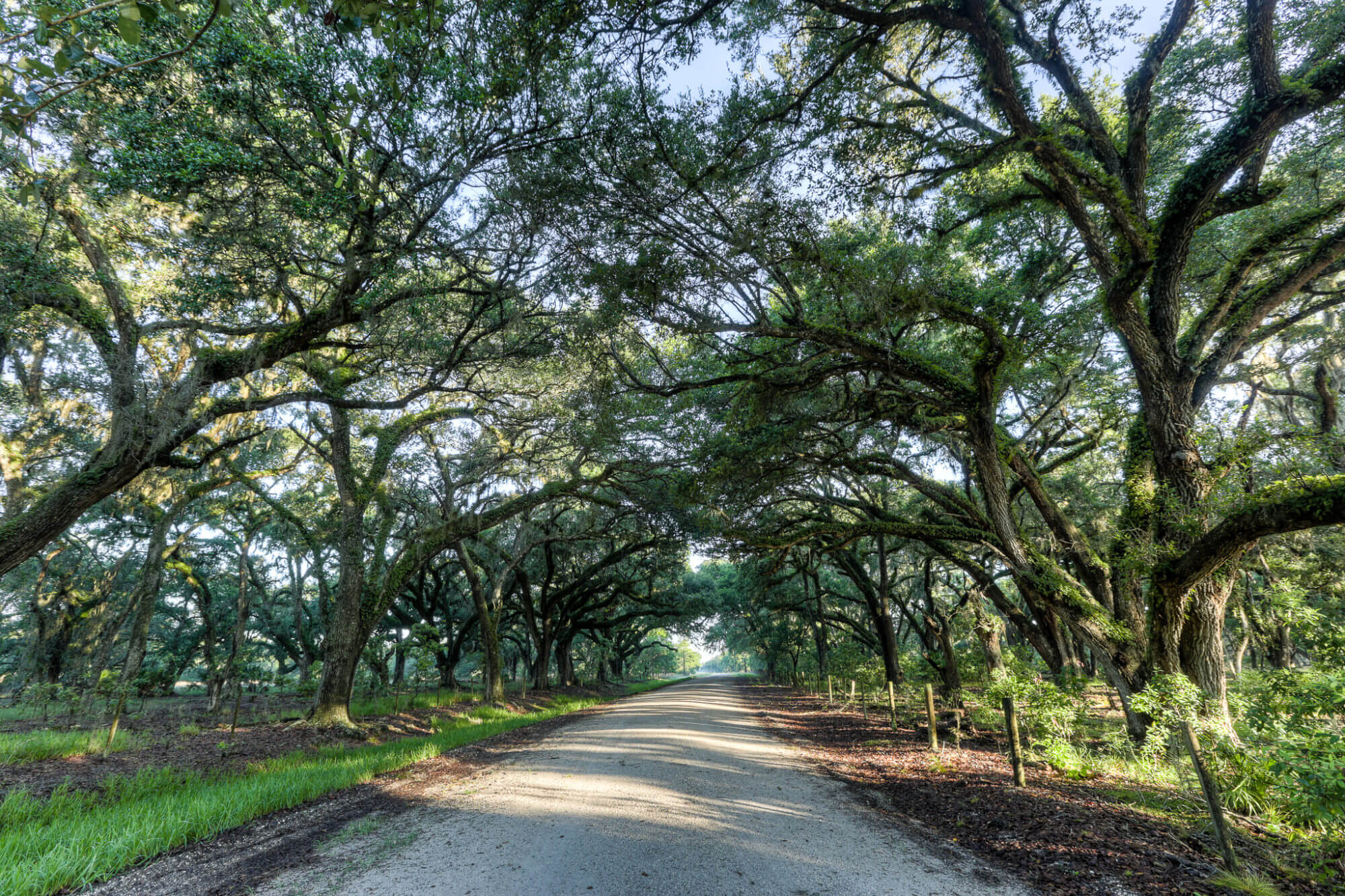 Tavistock prepping new Sunbridge sales center to open in 2021 7 Trees around a sandy small road