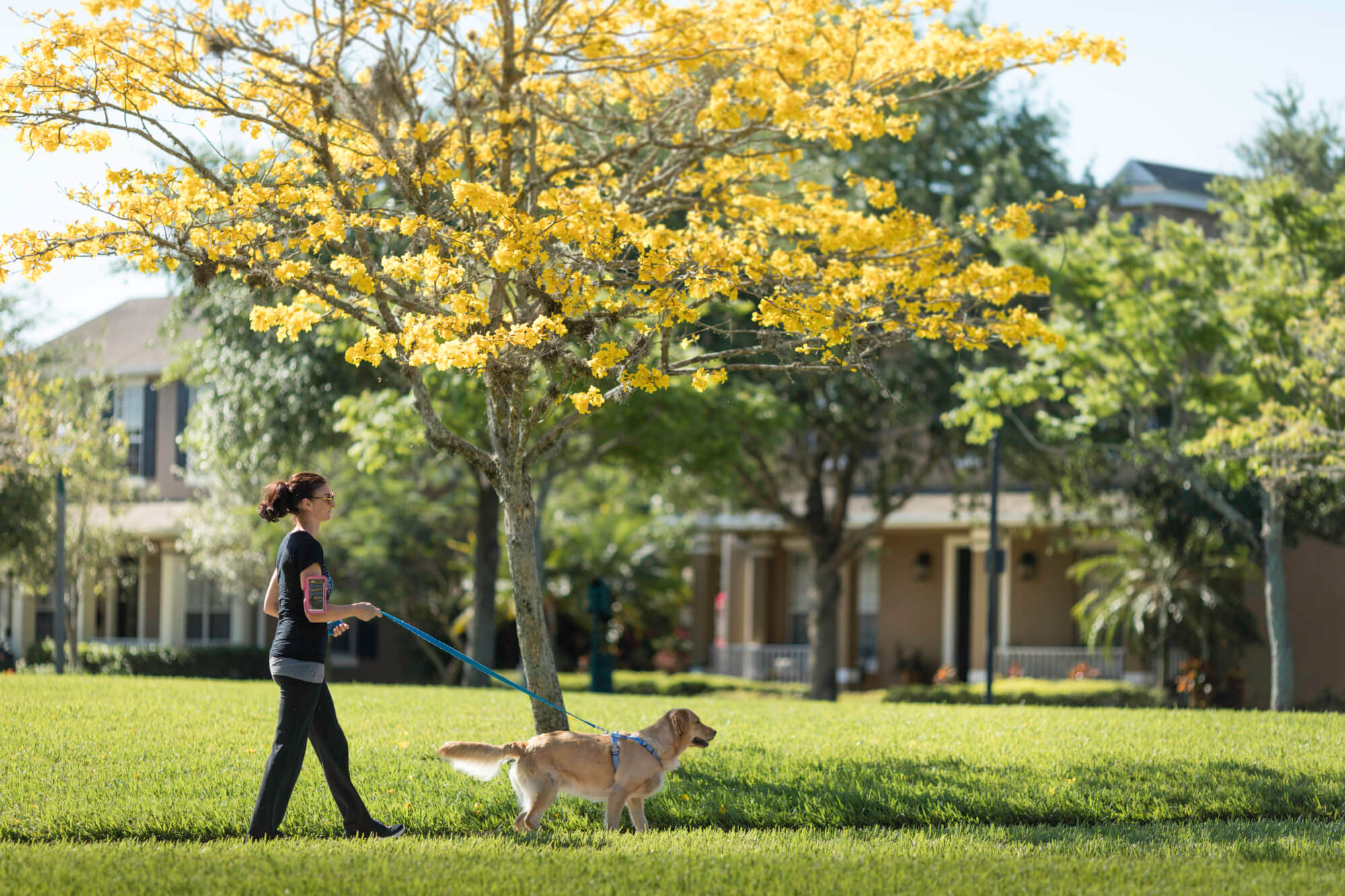 Walking with dog